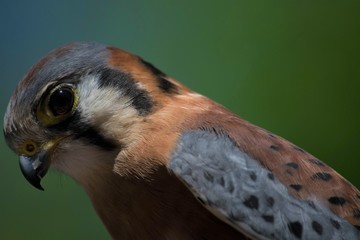 Close up of a Bird