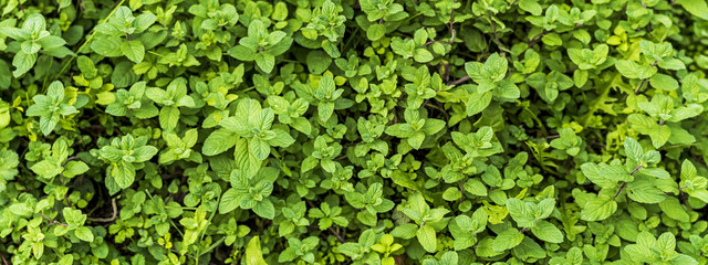 wide shot of fresh bush of mentha suaveolens or apple mint full frame