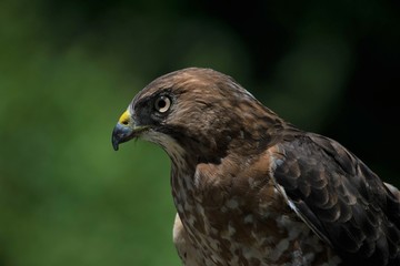 Close up of a Hawk
