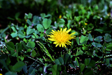 Dandelion field Rich field of many dandelion yellow flowers on green grass