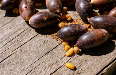 Acorn Weevils Emerge