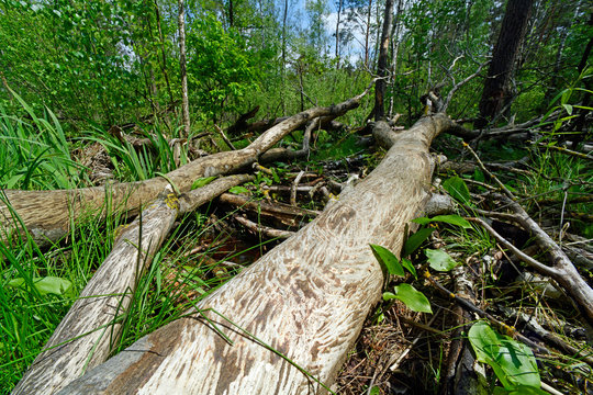 Biber-Fra&szlig;spuren im Nationalpark Polesie, Polen - beaver felled tree in Polesie National Park, Poland 