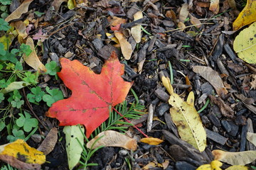 autumn leaves on the ground