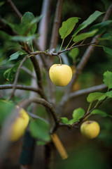Pomme dans un pommier