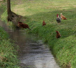kura przelatująca nad strumykiem © Mariusz Sowula