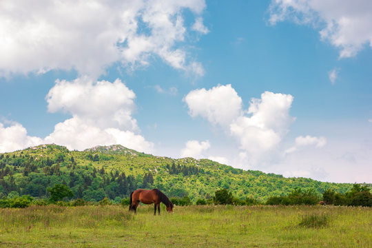 Wild pony grazing in Mount Rogers National Recreation Area, USA