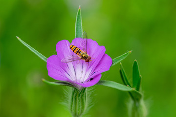 Sphaerophoria scripta (long hoverfly) on purple wild flower