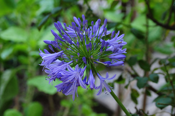 Natureza do meu quintal, preciso vender essas fotos