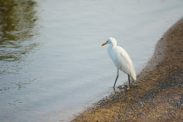 White Heron At Water