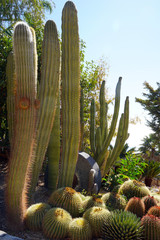 giant saguaro cactus (Carnegiea gigantea) in desert environment