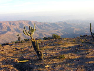 giant saguaro cactus (Carnegiea gigantea) in desert environment