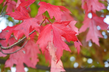 red maple leaves in autumn
