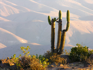 giant saguaro cactus (Carnegiea gigantea) in desert environment