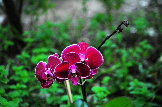 orquidia vinho