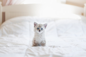 Naklejka na ściany i meble Cute little white kitten with blue eyes