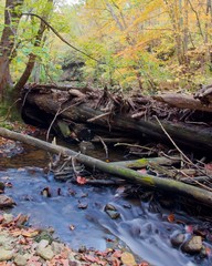 Dead tree over small rippling stream long exposure shot. Long exposure of stream with downed trees forming small dam over river in woods. Fall time leaves visible. Red and yellow everywhere