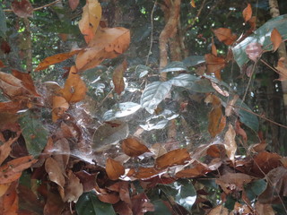 autumn leaves background