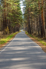 Fototapeta premium a winding asphalt road passes through a beautiful autumn forest