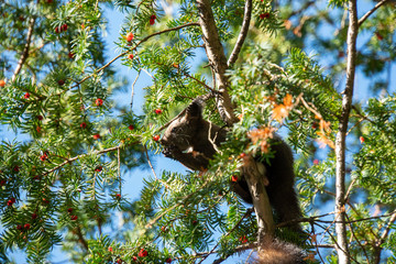 Eichhörnchen auf Baum beim Essen