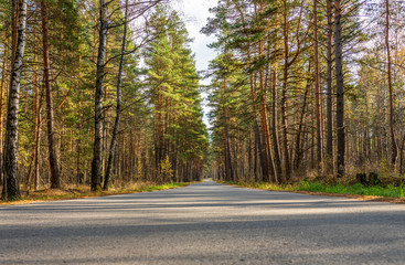 a winding asphalt road passes through a beautiful autumn forest