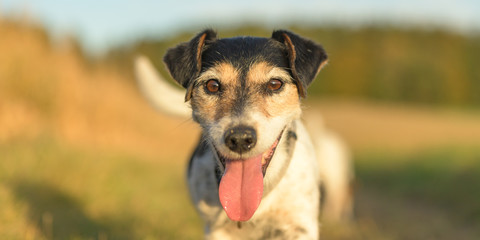 Cute small Jack Russell Terrier 10 years old. Portrait of a dog outdoor in nature in the season autumn.
