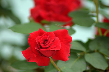 rosa vermelha do jardim da minha casa