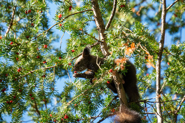 Eichhörnchen auf Baum beim Essen