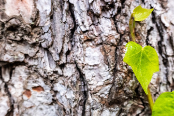 A new plant grows on the bark of a tree, concept of new hopes in nature.