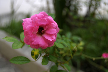 Rosa cor de rosa