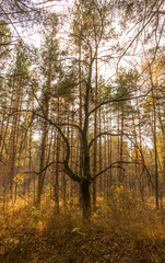 morning in the autumn forest, the sun's rays beautifully pass through the morning fog