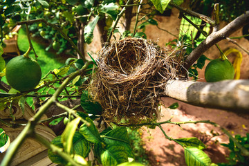 Abandoned bird's nest, built with straws.