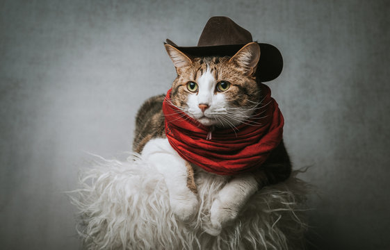 Portrait of a tabby cat wearing a cowboy costume