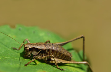 Naklejka premium A brown cricket sits on a green leaf against a light background with open space 