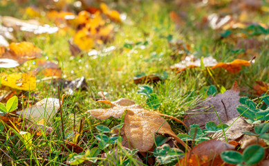 fallen orange leaves lie on the bright and moist grass