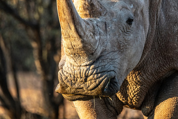 Fototapeta premium Rhinocéros gris en Namibie, Afrique
