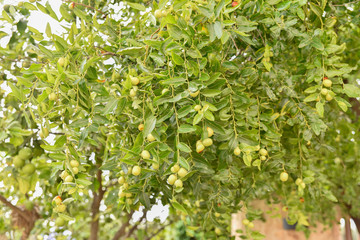 Jujube branches, Ziziphus lotus, with its green fruits at the beginning of autumn.