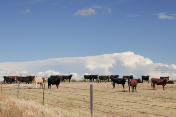 Naklejka na ściany i meble Young steers grazing on the plains of Colorado, USA