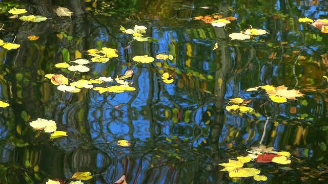 Autumn, yellow leaves sway on the water, reflections in the water. Sofievsky Park, Uman, Ukraine