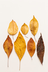 Top view of autumn leaves on a white canvas background with copy space