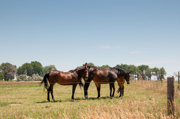 Obraz premium Three horses standing in a fenced pasture