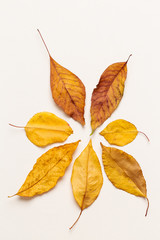 Top view of autumn leaves on a white canvas background with copy space