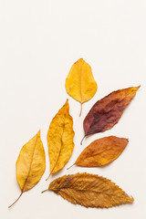 Top view of autumn leaves on a white canvas background with copy space