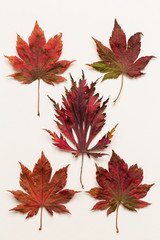 Fototapeta premium Top view of autumn leaves on a white canvas background