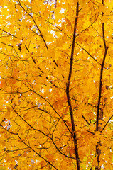 Madeline Island, Wisconsin: Autumn Colors