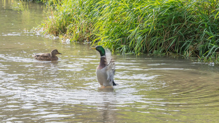 kaczka krzyżówka nad rzeczką © Mariusz Sowula