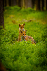 Red fox, vulpes vulpes, adult fox with young