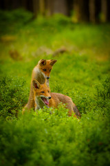 Red fox, vulpes vulpes, adult fox with young