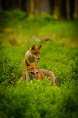 Red fox, vulpes vulpes, adult fox with young