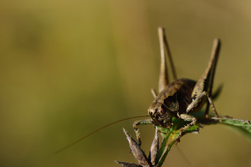A brown cricket sits on a green leaf against a light background with open space