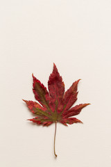 Top view of a single autumn leaf on a white canvas background